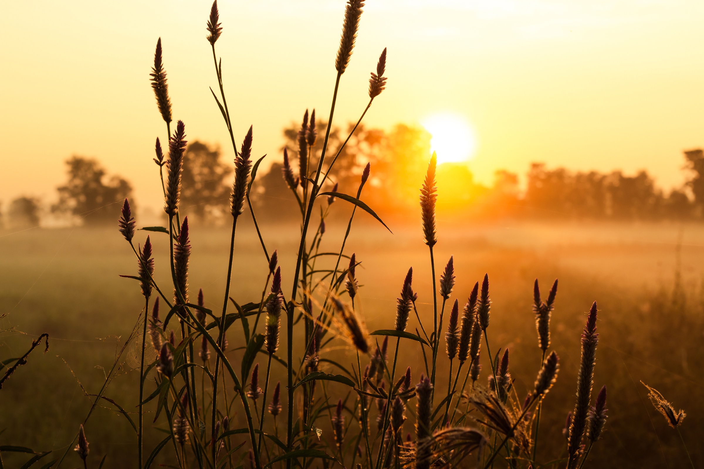 Sunrise over grasses in an open field