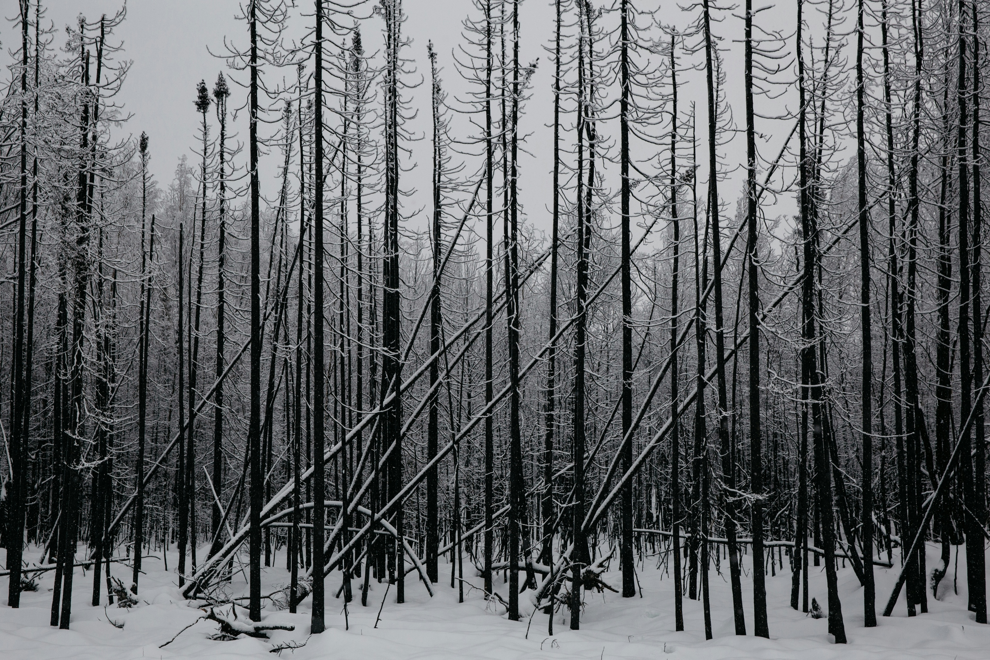 Quiet winter forest covered in snow